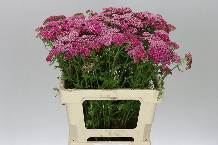 <h4>Achillea Bianca Pink</h4>