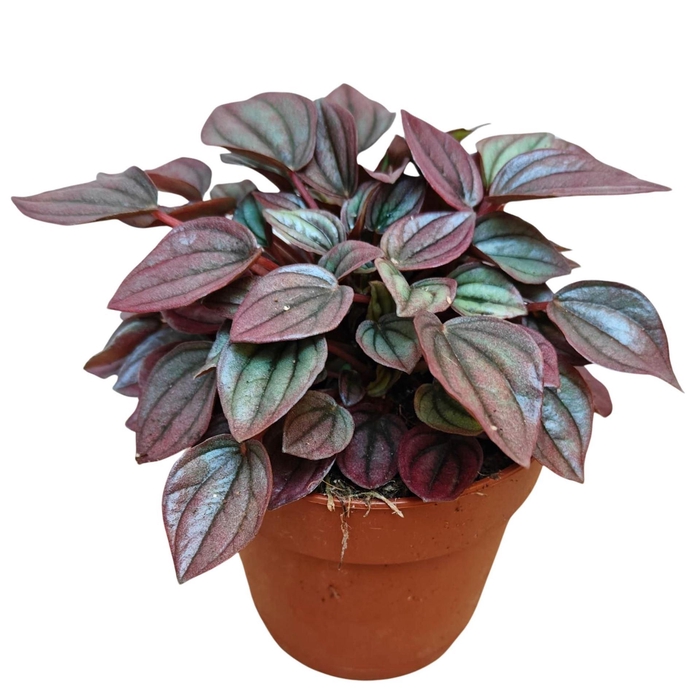 <h4>Peperomia caperata 'Cayenne'</h4>