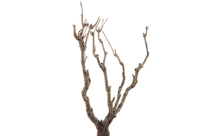 <h4>Syringa Branch Extra Chabrier</h4>