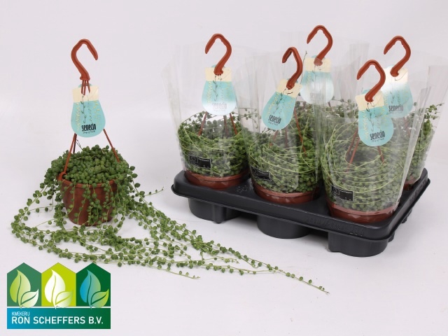 <h4>SENEC ROWLEYANUS</h4>