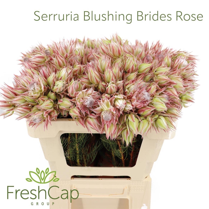 <h4>Serruria Blushing Brides Rose 6-9 Flwr</h4>