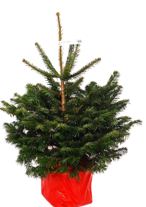 <h4>ABIES NORDMANNIANA</h4>