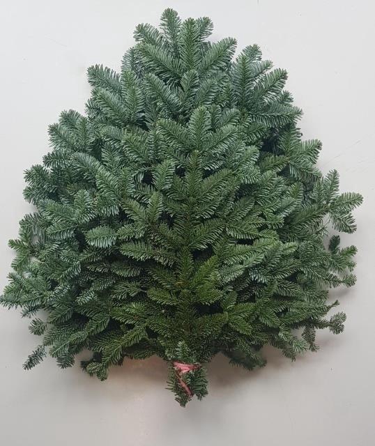 <h4>Abies Nob Blauw Bs</h4>