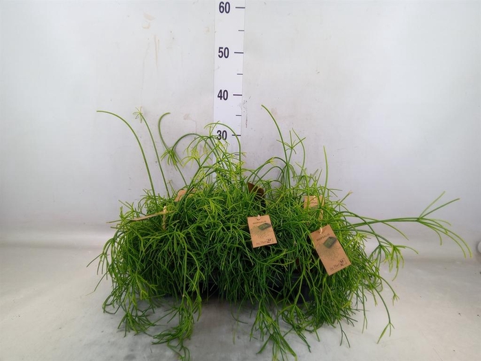 <h4>Rhipsalis baccifera 'Oasis'</h4>