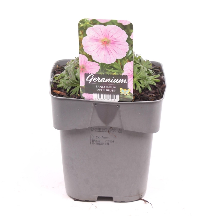 <h4>Geranium sanguineum 'Apfelblute'</h4>