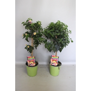 Stam 19cm Lantana diverse kleuren