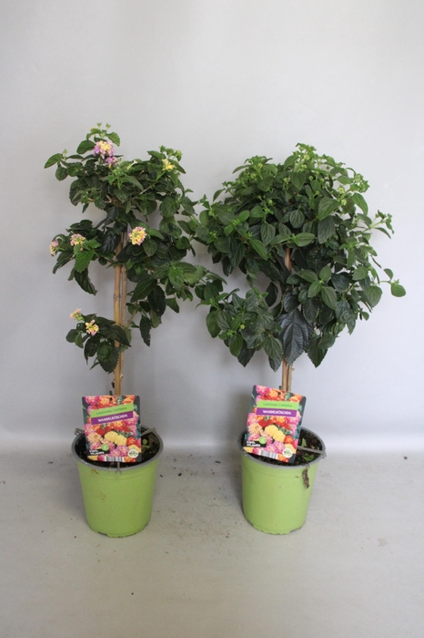 <h4>Stam 19cm Lantana diverse kleuren</h4>