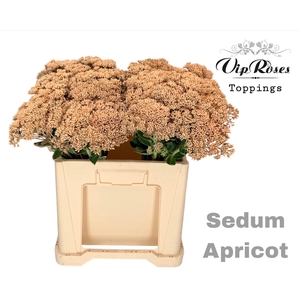 SEDUM APRICOT