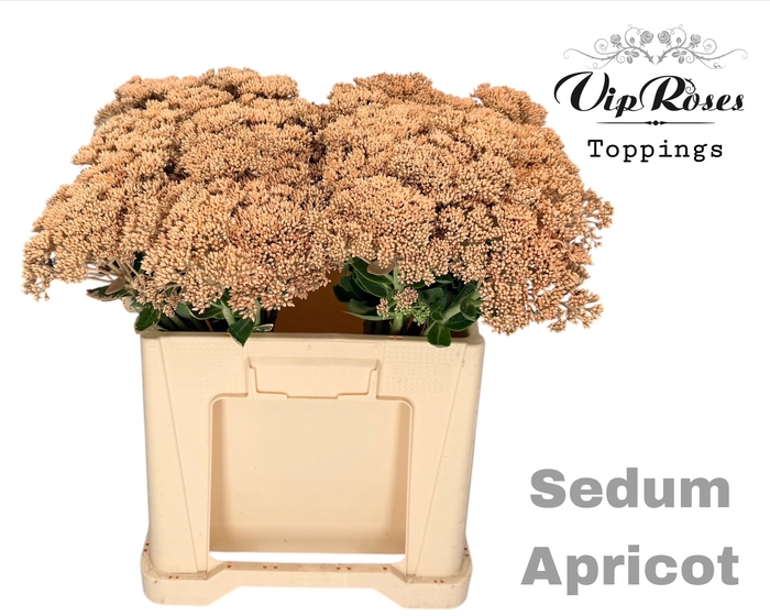 <h4>SEDUM APRICOT</h4>