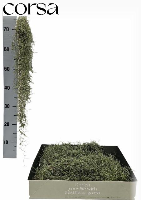 <h4>TILL USNEOIDES</h4>