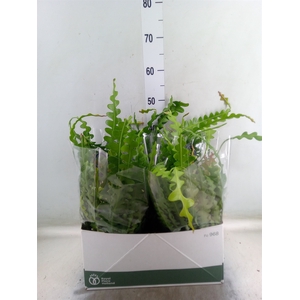 Epiphyllum anguliger