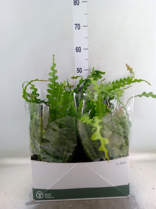 <h4>Epiphyllum anguliger</h4>