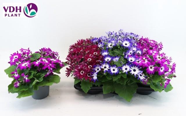 <h4>PERI C SEN GEM</h4>