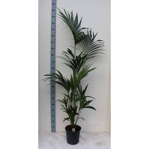 HOWEA FORSTERIANA