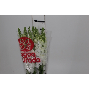 BOCA DE LEAO POTOMAC WHITE 070 CM