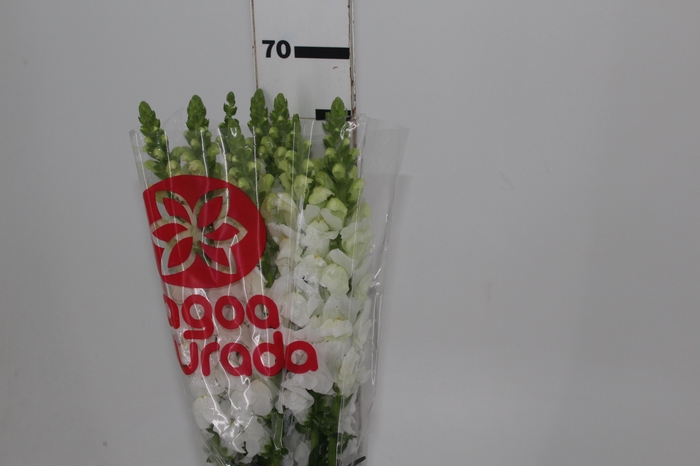 <h4>BOCA DE LEAO POTOMAC WHITE 070 CM</h4>