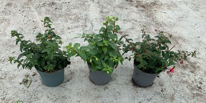 <h4>Fuchsia mix 9 cm</h4>