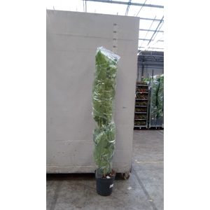 Schefflera actin. 'Amate'