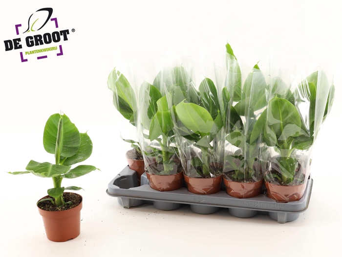 <h4>MUSA TROPICANA</h4>