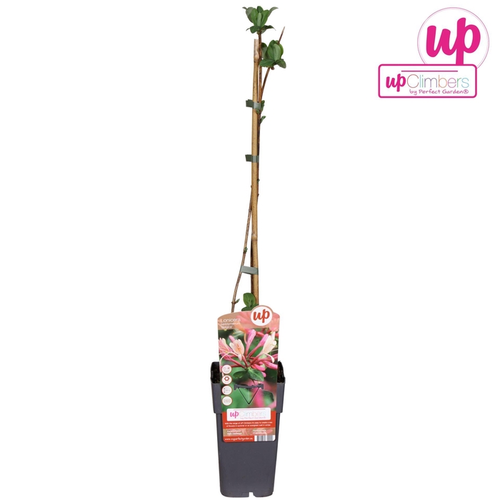 <h4>Lonicera Belgica</h4>