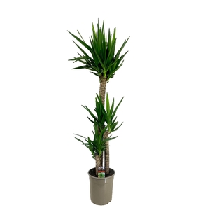 Yucca elephantipes 120-60-30