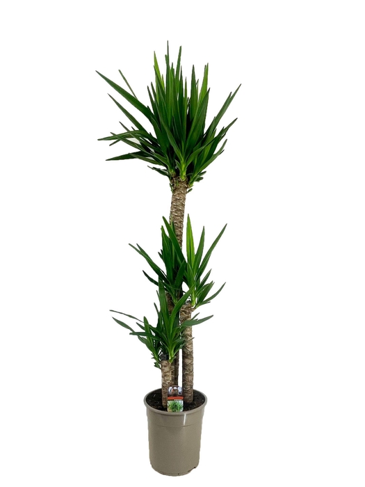 <h4>Yucca elephantipes 120-60-30</h4>