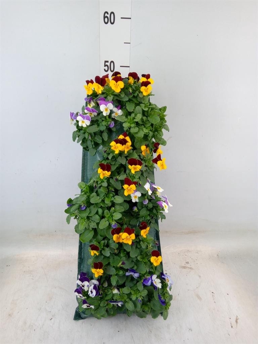 <h4>Viola corn. 'Evo Mini'   ...mix</h4>