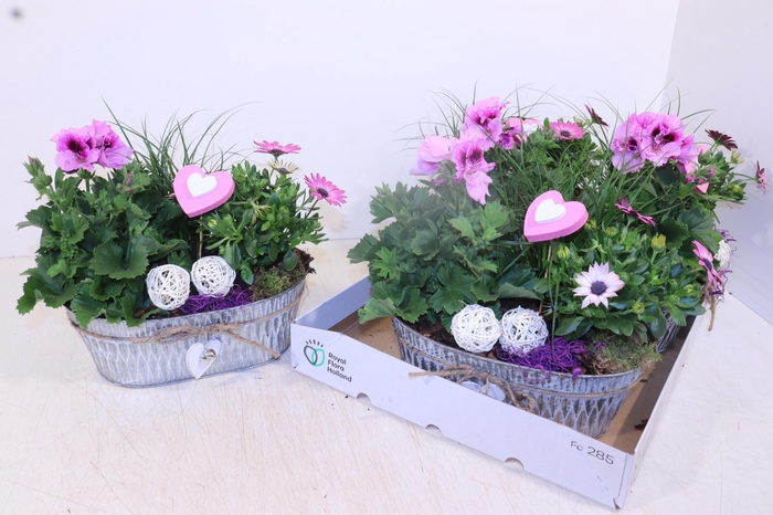 <h4>ARR TUINPLANTEN</h4>