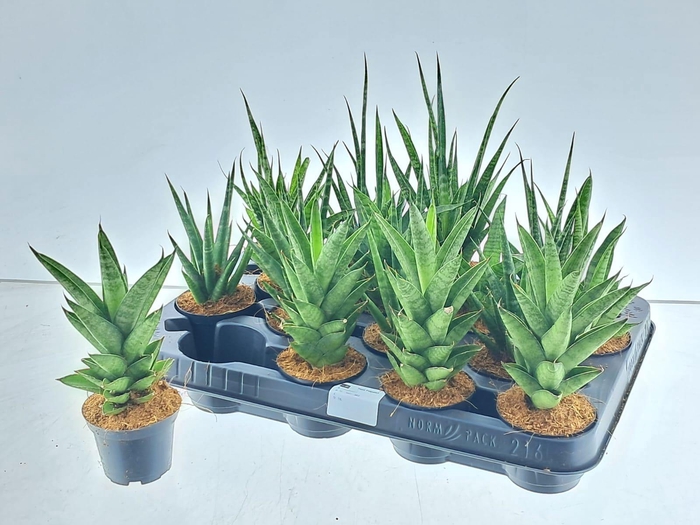 <h4>SANSEV CYLINDRICA OV</h4>