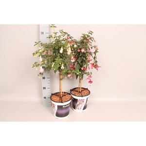 Fuchsia Hybriden Divers
