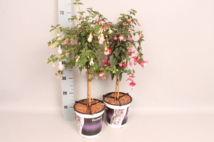 Stam 19cm Fuchsia Hybriden Diverse kleuren