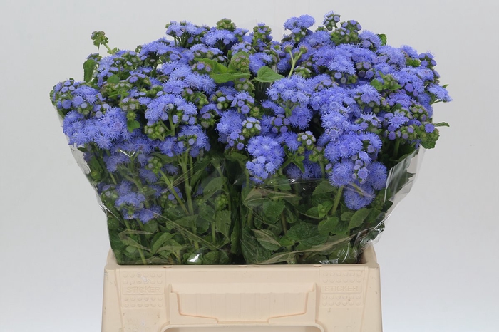 <h4>Ageratum Blue Planet</h4>