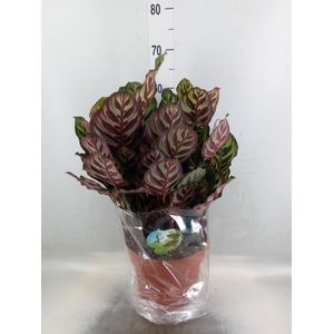 Calathea makoyana