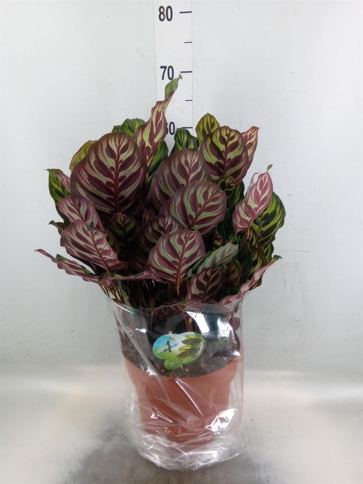<h4>Calathea makoyana</h4>