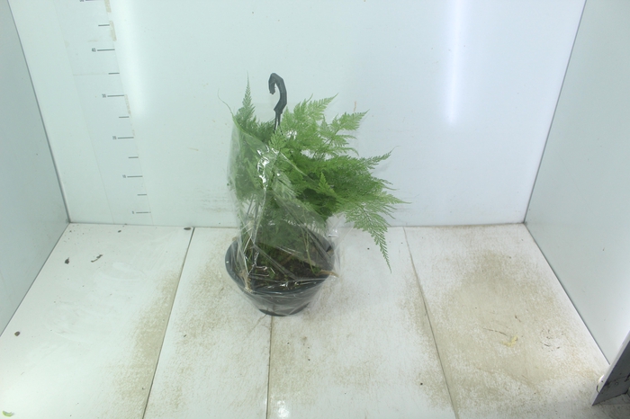 <h4>RENDA PORTUGUESA C21</h4>