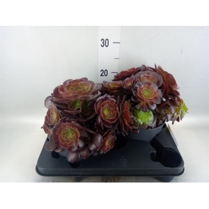 Aeonium arboreum 'Velours'