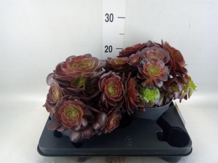 <h4>Aeonium arboreum 'Velours'</h4>