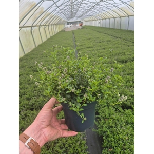 Ceanothus thyrsiflorus var. repens