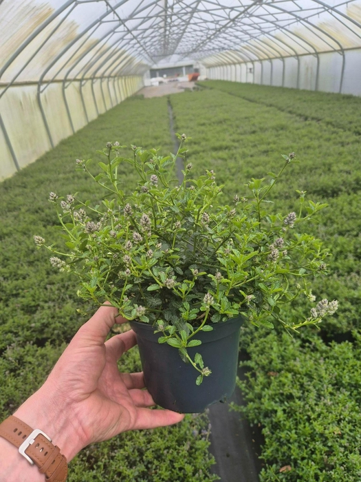 <h4>Ceanothus thyrsiflorus var. repens</h4>