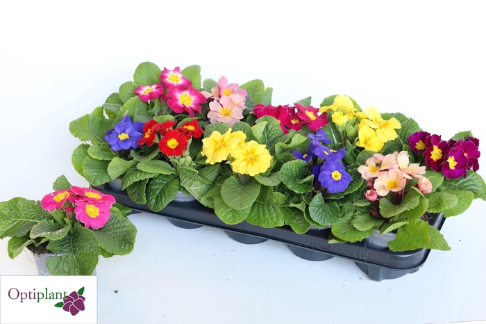 <h4>PRIM AC GEM</h4>