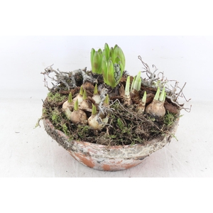 arr4 Bollenmix MB - Ker. hars schaal L x2