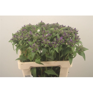 Campanula Glom Superba