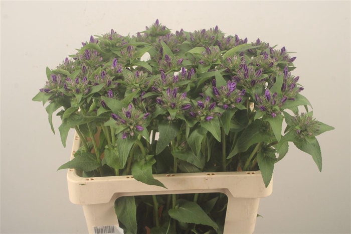 <h4>Campanula Glom Superba</h4>