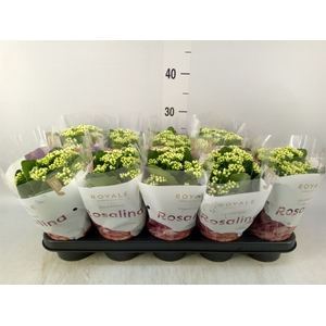 Kalanchoe blos. 'RosDon Dione'