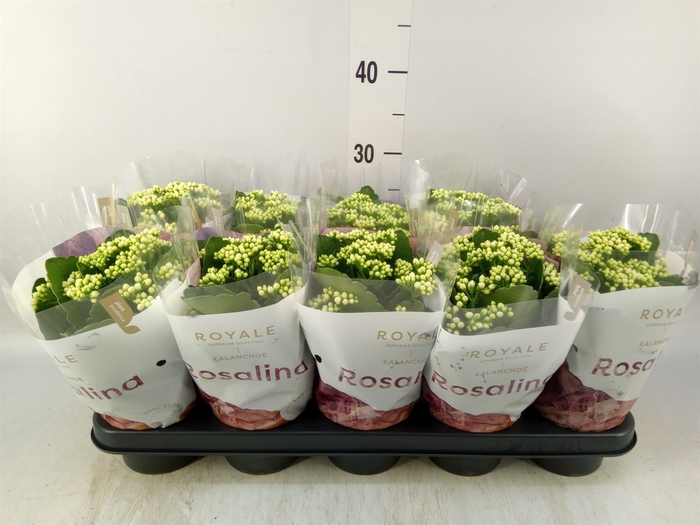 <h4>Kalanchoe blos. 'RosDon Dione'</h4>