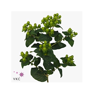 Hypericum Magical Green Power