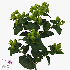 <h4>Hypericum Magical Green Power</h4>