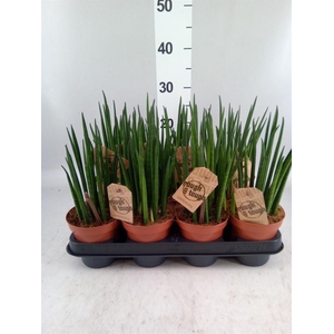 Sansevieria bacularis