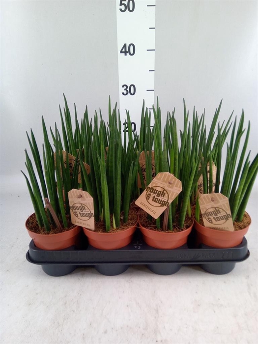 <h4>Sansevieria bacularis</h4>