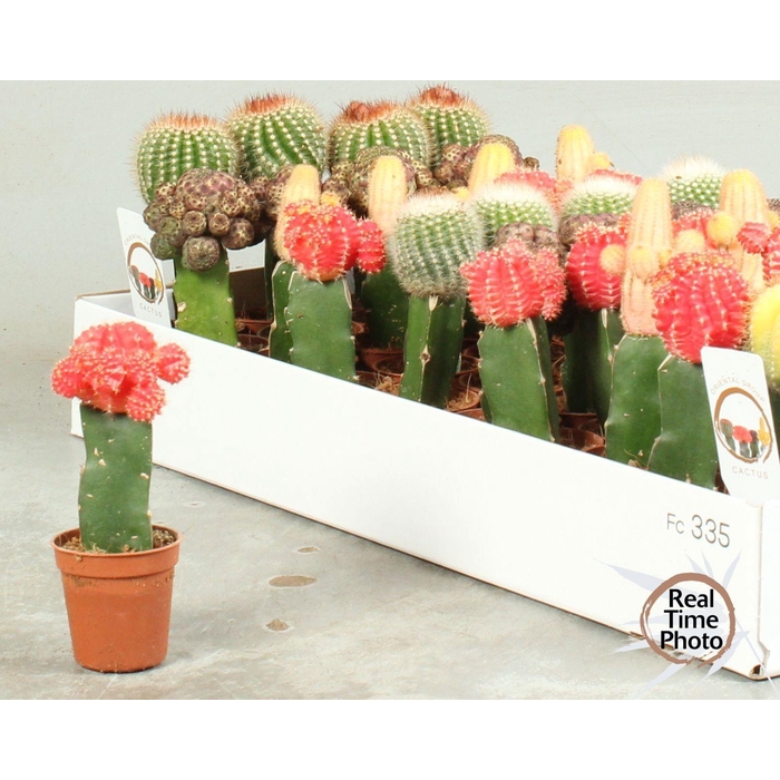 <h4>CACTUS GEM</h4>